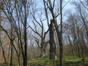 2009 р. Дуб серед дерев