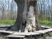 2009 р. Підніжжя