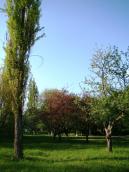 Яблуневий сад