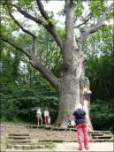 Туристи біля дуба