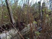 [2003..2006 р.] Залишки хати