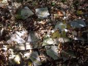 [2003..2006 р.] Будівельні залишки…