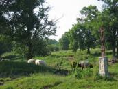 [2003..2006 р.] Загальний вигляд з…