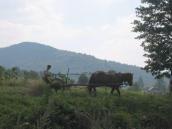 [2003..2006 р.] Оранка конем