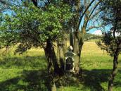 [2003..2006 р.] Хрест