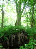 [2003..2006 р.] Залишки пивниці