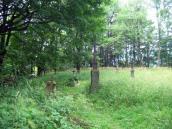 [2003..2006 р.] Загальний вигляд