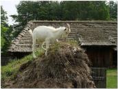 Коза вилізла на льох