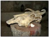 Череп тварини