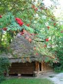 2006 р. Загальний вигляд з калиною