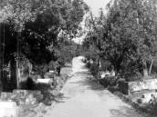 1974 р. Головна алея
