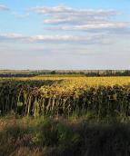 Могила Близнюки