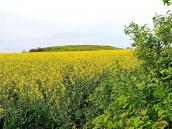 Довга могила