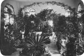 1880 р. Зимовий сад в оранжереї…