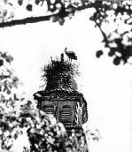 [1970 р.] Лелече гніздо на башті