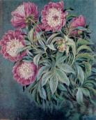 Білокур К.В. Півонії