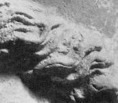 Фрагмент зачіски