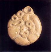 Пряжка ременя вуздечки у формі…