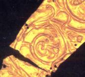 Ліва частина