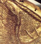 Крила грифона