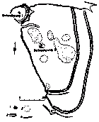 Чорноліське городище