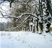 Західна алея трьохсотлітніх лип