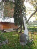 Верба Вахтерів