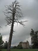 2007 р. Сухе дерево на тлі башти