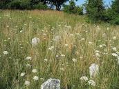 2008 р. Фрагмент цвинтаря