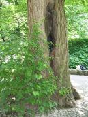 2011 р. Нижня частина