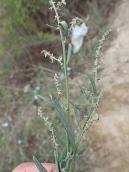 Лутига розлога (Atriplex patula)