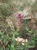 Шавлія дібровна (Salvia nemorosa)