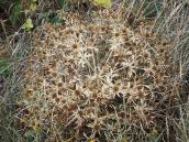 Миколайчики рівнинні (Eryngium…