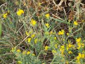 Люцерна румунська (Medicago romanica)