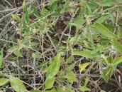 Дереза звичайна (Lycium barbarum)