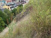 Лучно-степовий схил Замкової гори