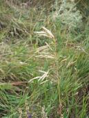 Стоколос безостий (Bromus inermis)