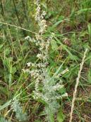 Полин татарський (Artemisia tatarica)