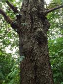 Дуб (Quercus robur)
