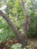 В'яз (Ulmus laevis)