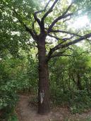 Дуб (Quercus robur)