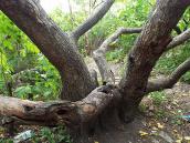 В’яз (Ulmus laevis)