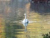 2017 р. Лебідь-кликун