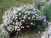 2017 р. Айстра (Aster)