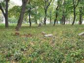 2017 р. Загальний вигляд