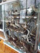 Птахи, що водяться у плавнях