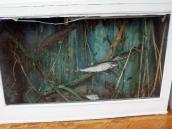 Риби серед водоростей