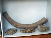 Кістки мамонта (?)