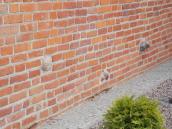 Костел св. Юрія в Ельблонгу