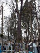 Кам'янський дуб